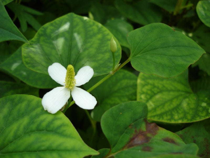 Houttuynia Cordata or heart leaf
