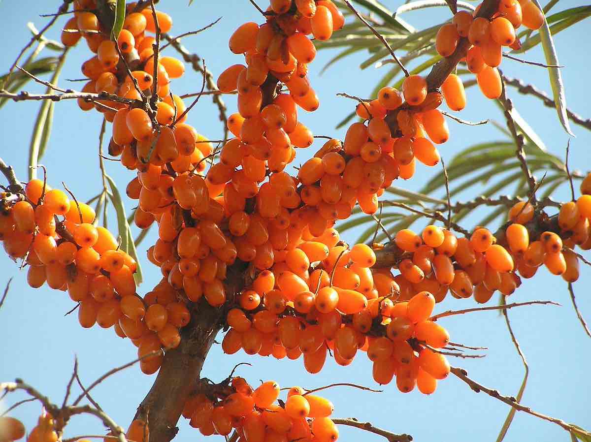 photo of sea buckthorn, from Wikipedia