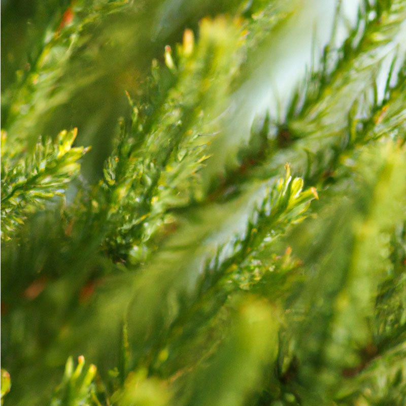 Ai generated tea tree plant