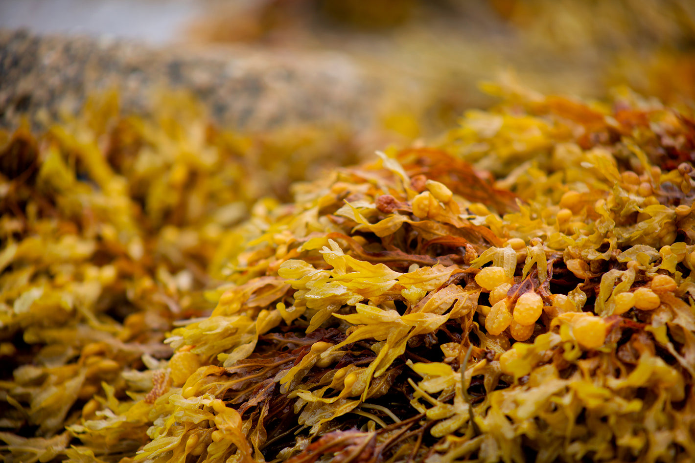 kelp, wikipedia images